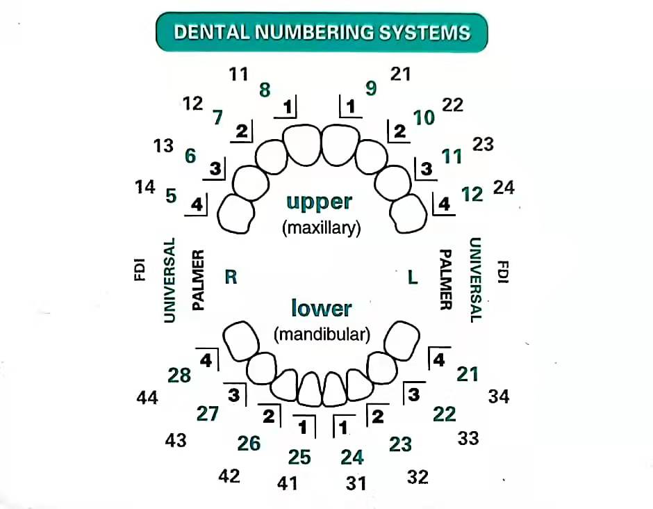 32pcs/Set Dental Veneer Mould  - огляд і ціна Teeth Whitening Moulds