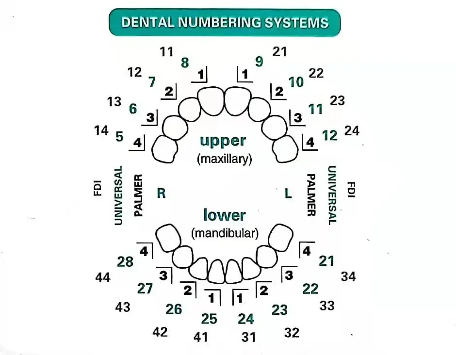 Dentals Mould For Composite Re - огляд і ціна Teeth Whitening Moulds